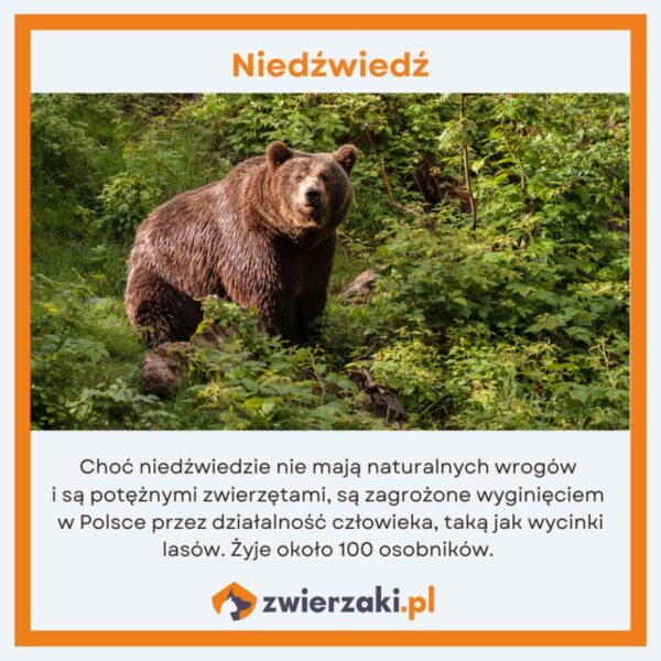 Zwierzęta Zagrożone Wyginięciem W Polsce Lista