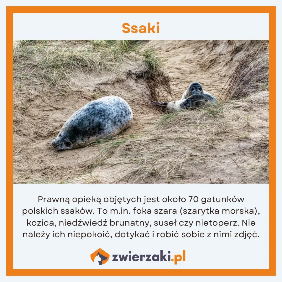 zwierzęta chronione w Polsce infografika ssaki