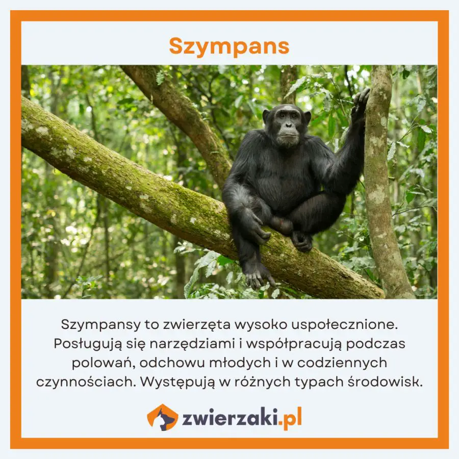 Szympans – najbliższy krewny człowieka
