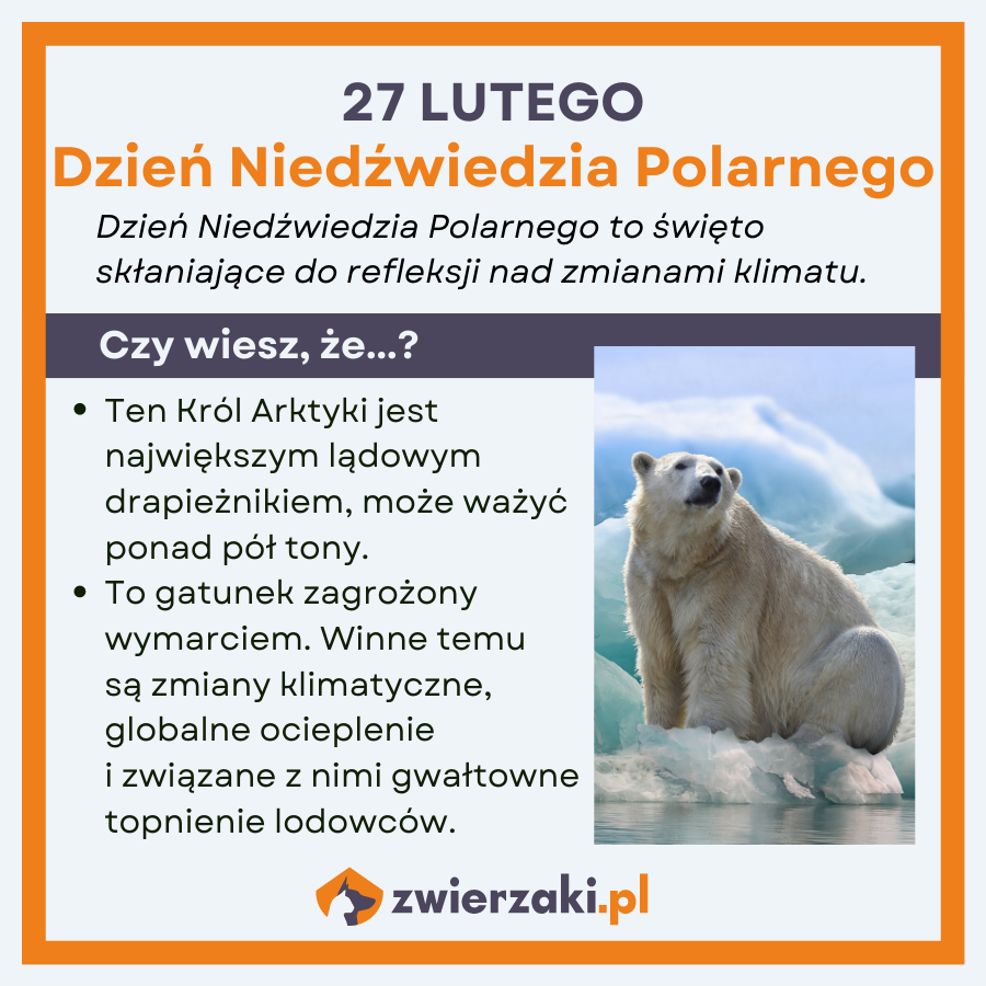 dzień niedźwiedzia polarnego infografika