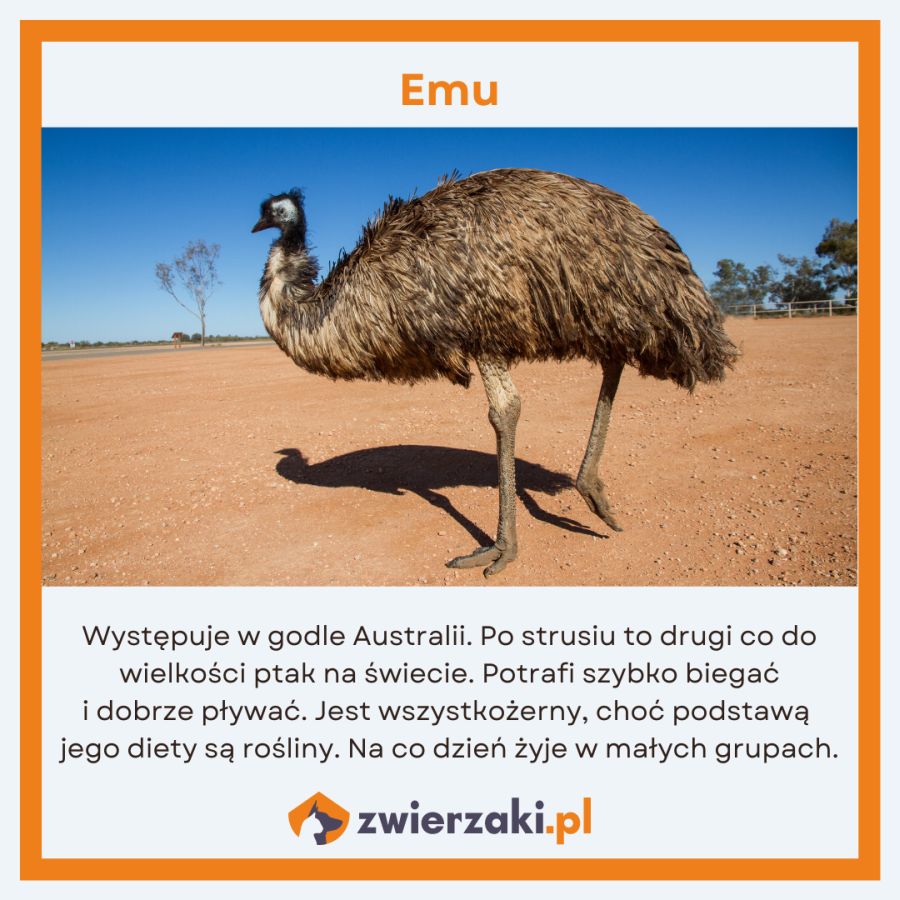 zwierzęta w Australii infografika emu