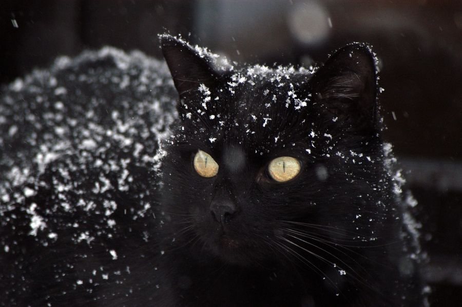 Adoptuj czarnego kota w jego święto!