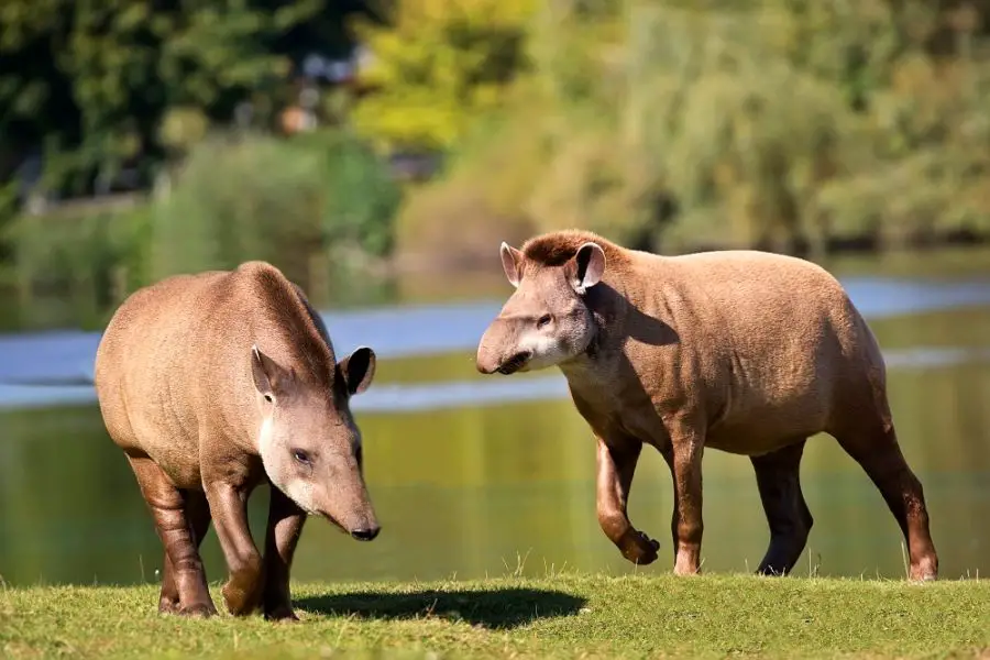 Ciekawostki o tapirach