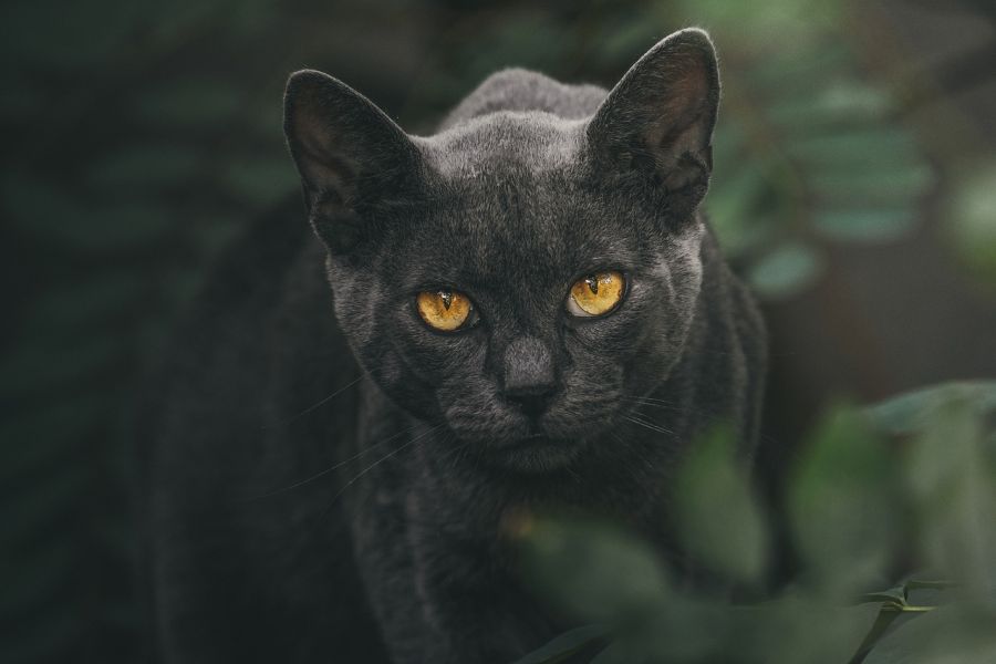 dzień czarnego kota – skąd ta data?