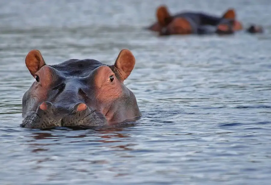 Dzień Hipopotama – kiedy jest?