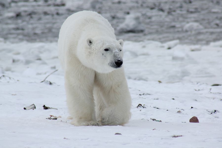 Dzień Niedźwiedzia Polarnego 2023 – kiedy jest to święto?