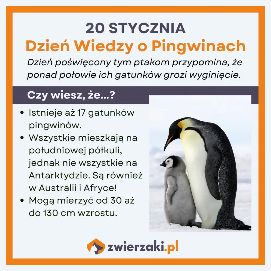 dzień wiedzy o pingwinach infografika