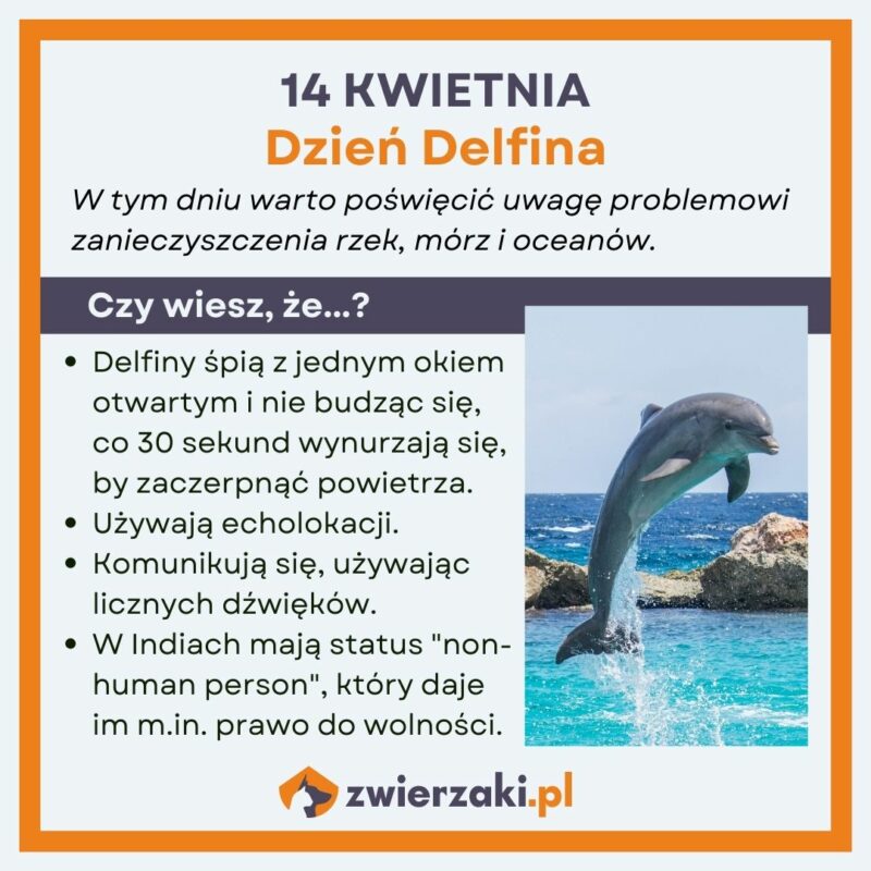 Dzień Delfina infografika