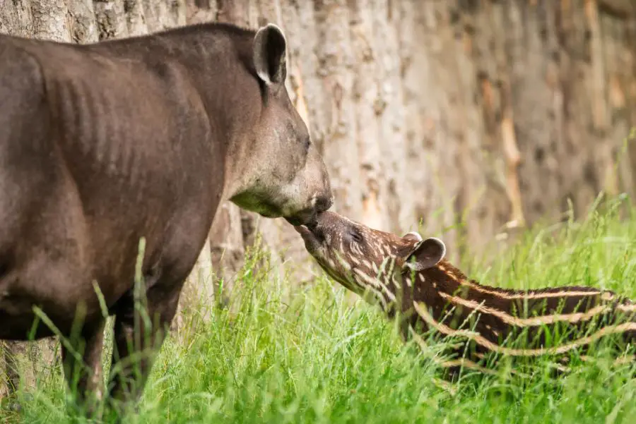 Grupa osobnicza i rozmnażanie tapira