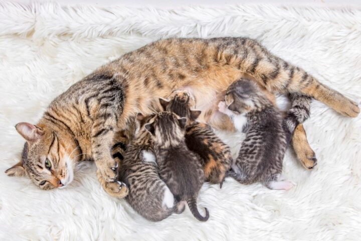 Ile kotów rodzi kotka za pierwszym razem