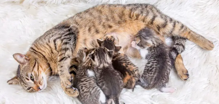 Ile kotów rodzi kotka za pierwszym razem