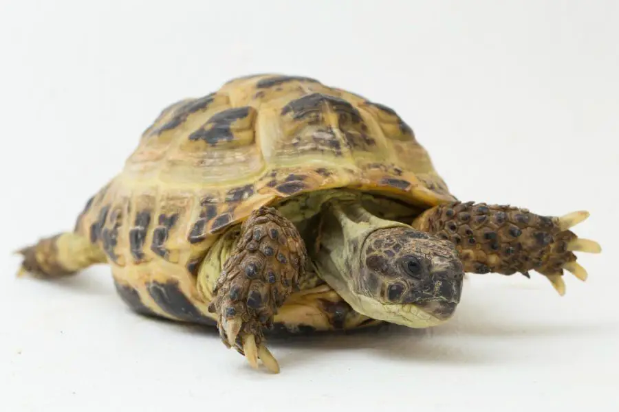 Imiona dla żółwia samca
