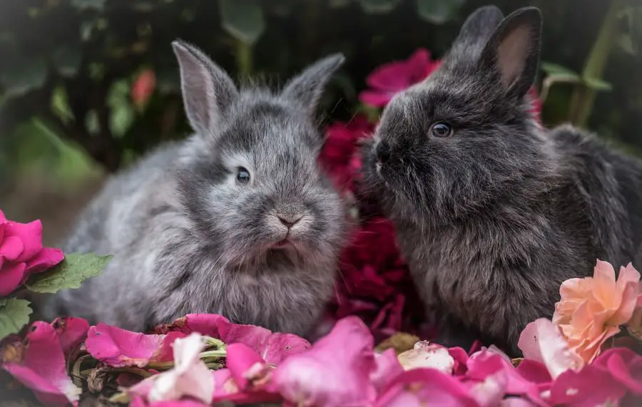 Imiona dla królika – samiczki