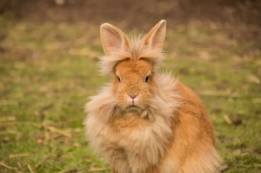 Imiona dla królika związane z jego wyglądem