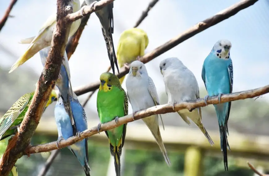 imiona dla papug – najlepsze imiona dla ptaka z rzędu papugowych