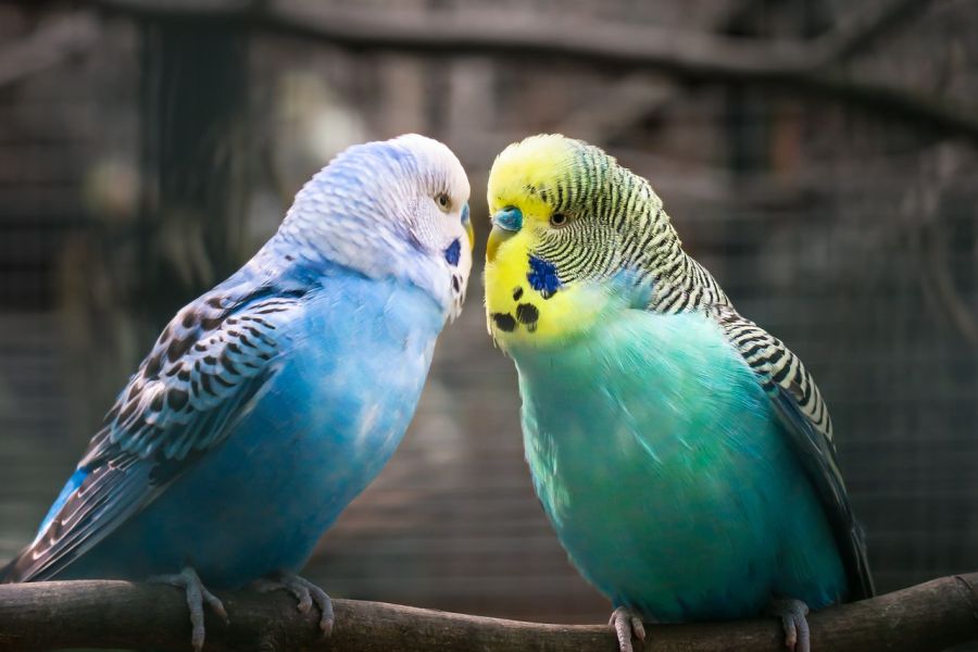 Imiona dla papug – ciekawe propozycje