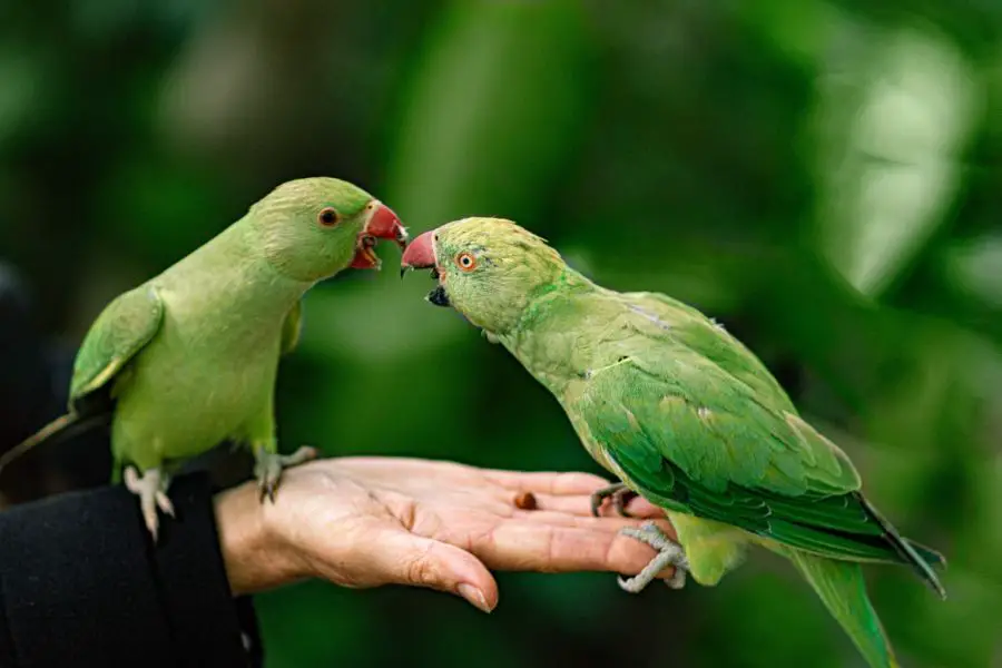 Imiona dla papug – dlaczego pseudonim pierzastego pupila jest ważny?