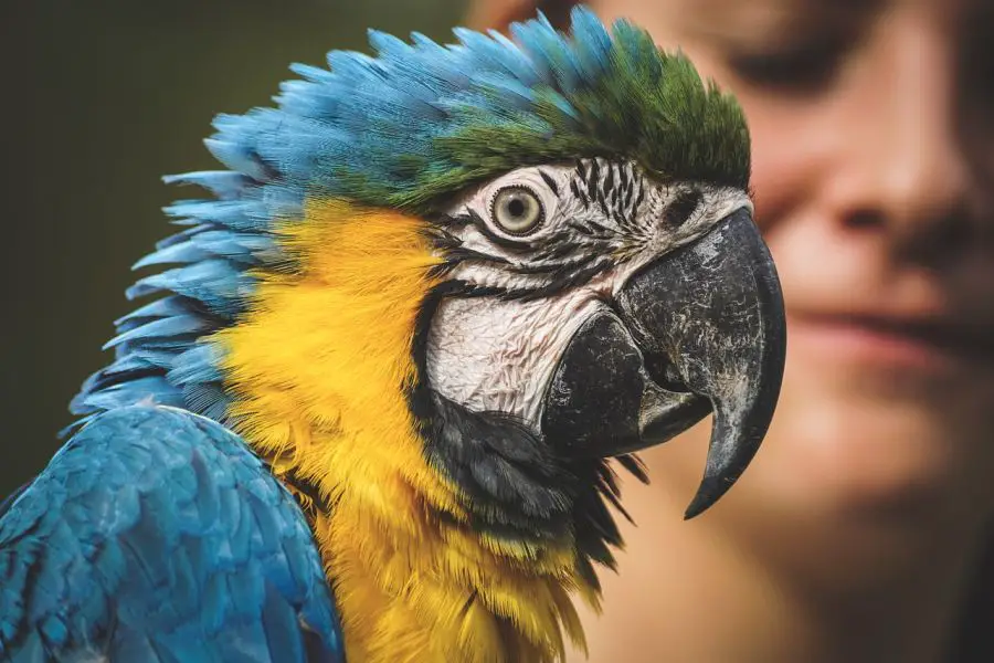 imiona dla papug – gdzie szukać pomysłów na imiona papug?