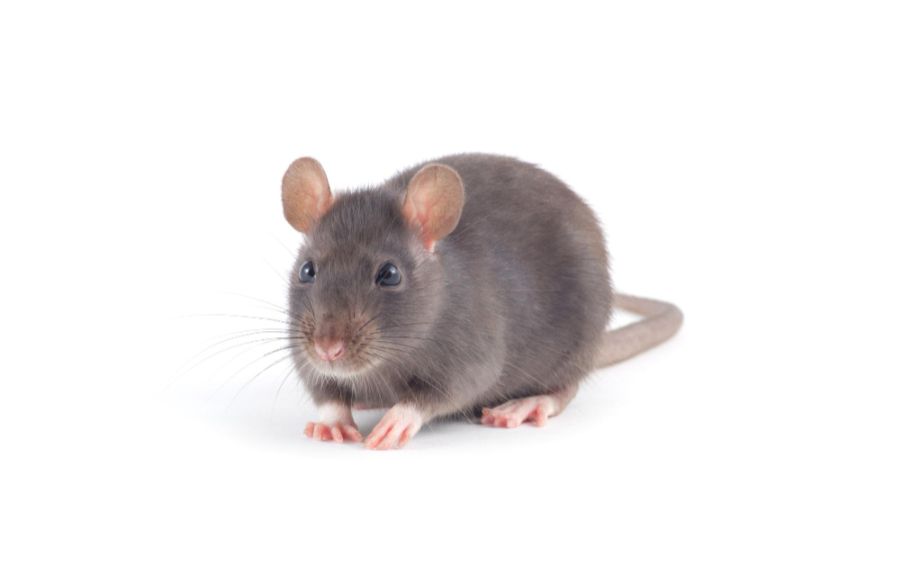 Imiona dla szczura – kilka zasad