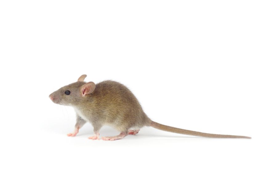 Imiona dla szczura podyktowane charakterem