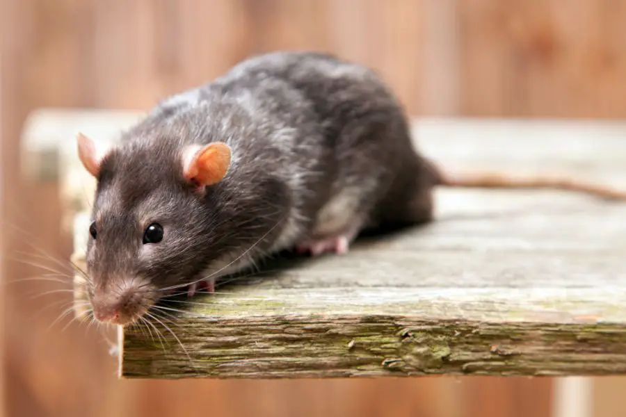 Imiona dla szczura podyktowane wyglądem