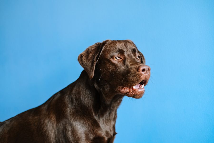 Labrador – koszt utrzymania psa