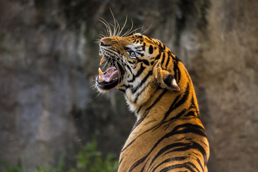 Międzynarodowy Dzień Tygrysa – co możesz zrobić, by pomóc?