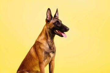 najbardziej inteligentny pies rasa owczarek belgijski malinois siedzi an tle żółtej ściany