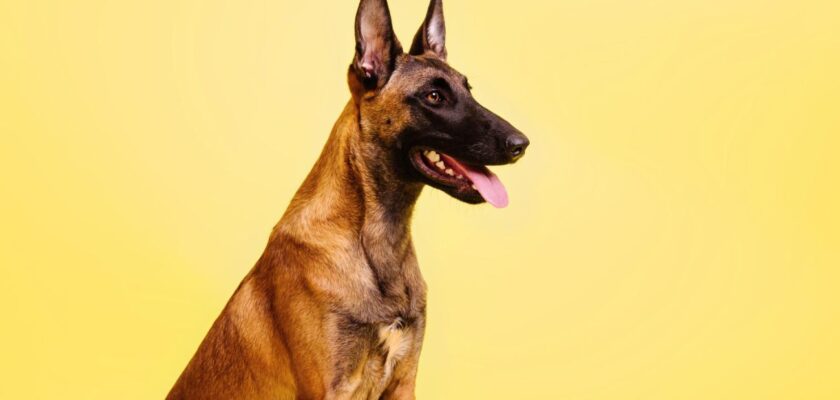 najbardziej inteligentny pies rasa owczarek belgijski malinois siedzi an tle żółtej ściany