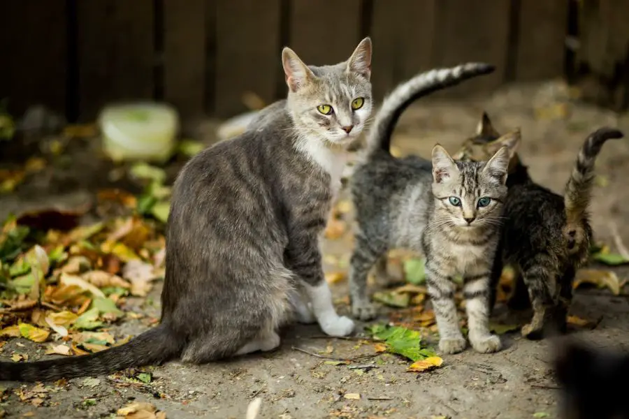 Od czego zależy, ile kotka może mieć młodych w jednym miocie?