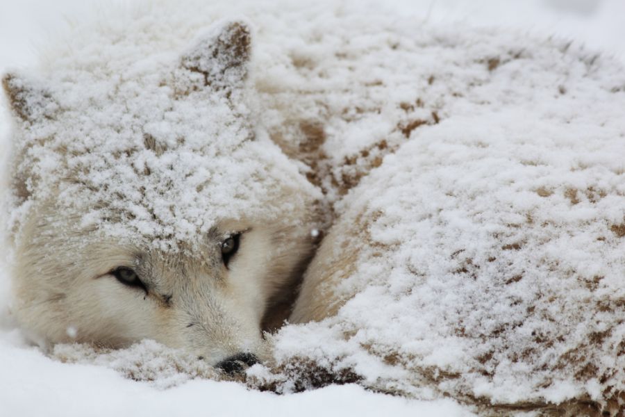 Pies do budy alaskan malamut śpiący w śniegu