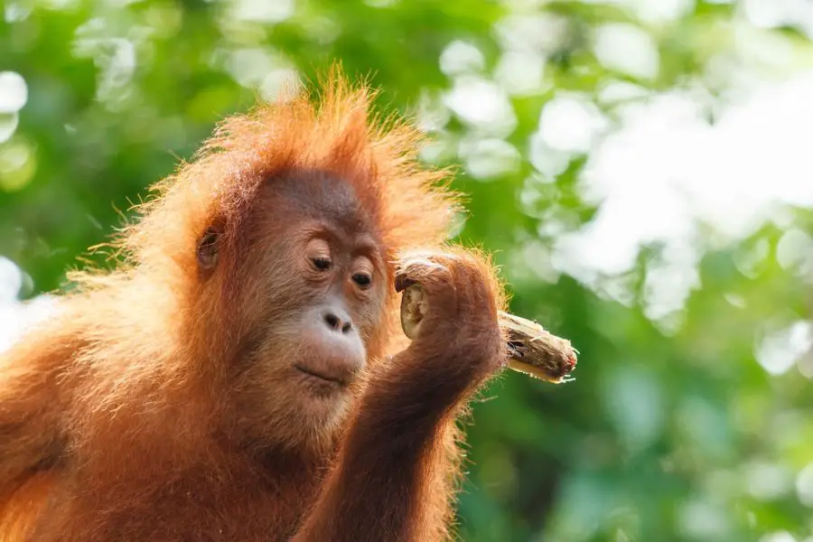 Po co świętować Dzień Orangutana?