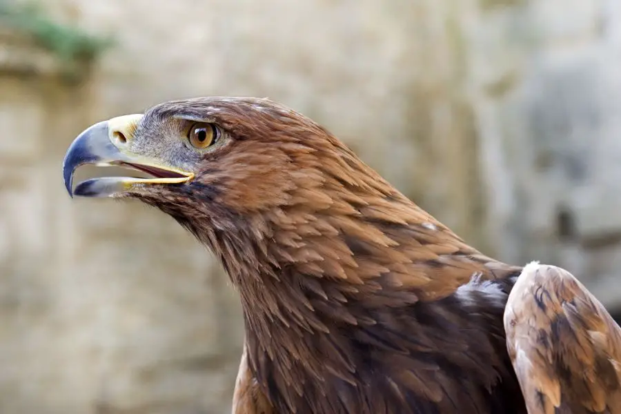 Status ochrony orła przedniego