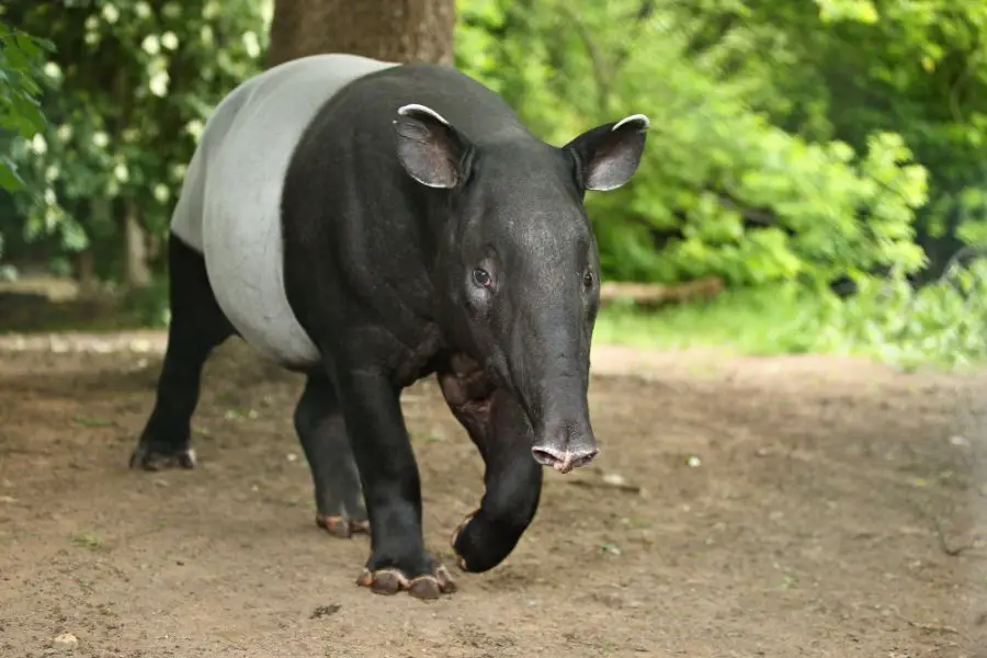 Systematyka tapira