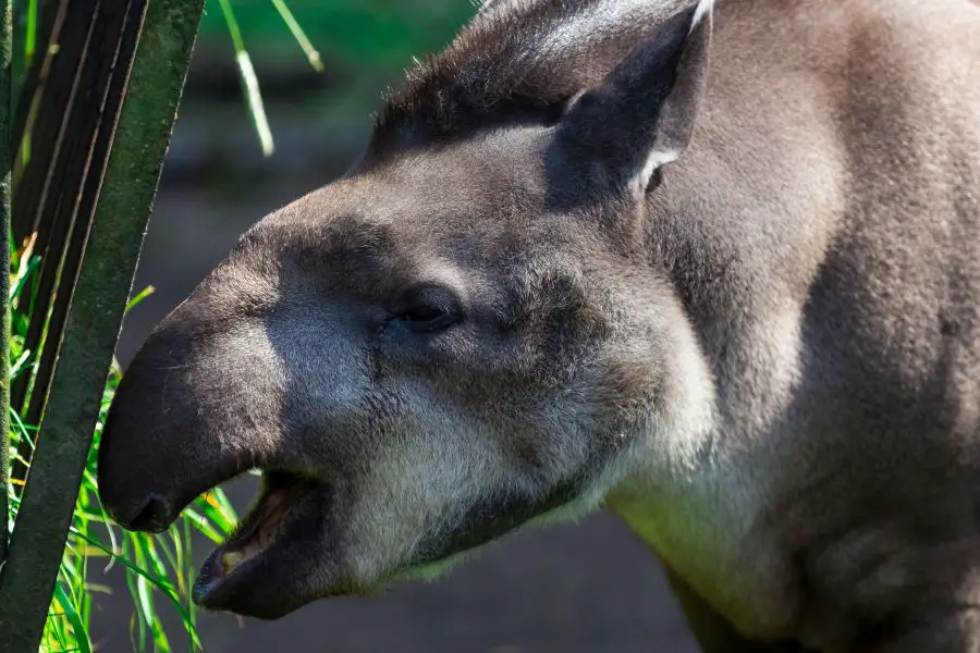 Tapir – pożywienie
