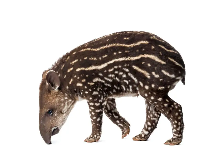 Tapir – status ochrony