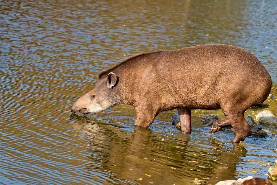 tapir – występowanie