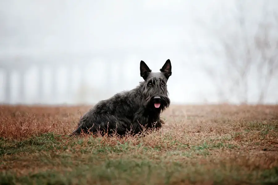 terier szkocki pies siedzi na trawniku w zamglonym parku patrzy w obiektyw