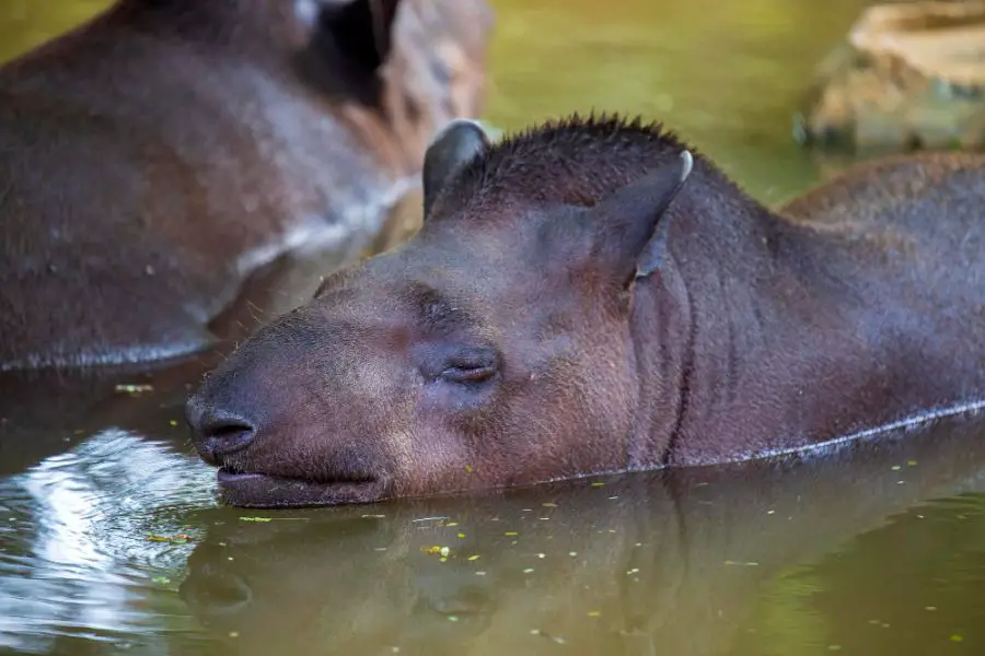 Tryb życia tapira