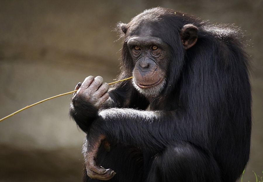 W Dzień Szympansa poznaj bliżej tę małpę