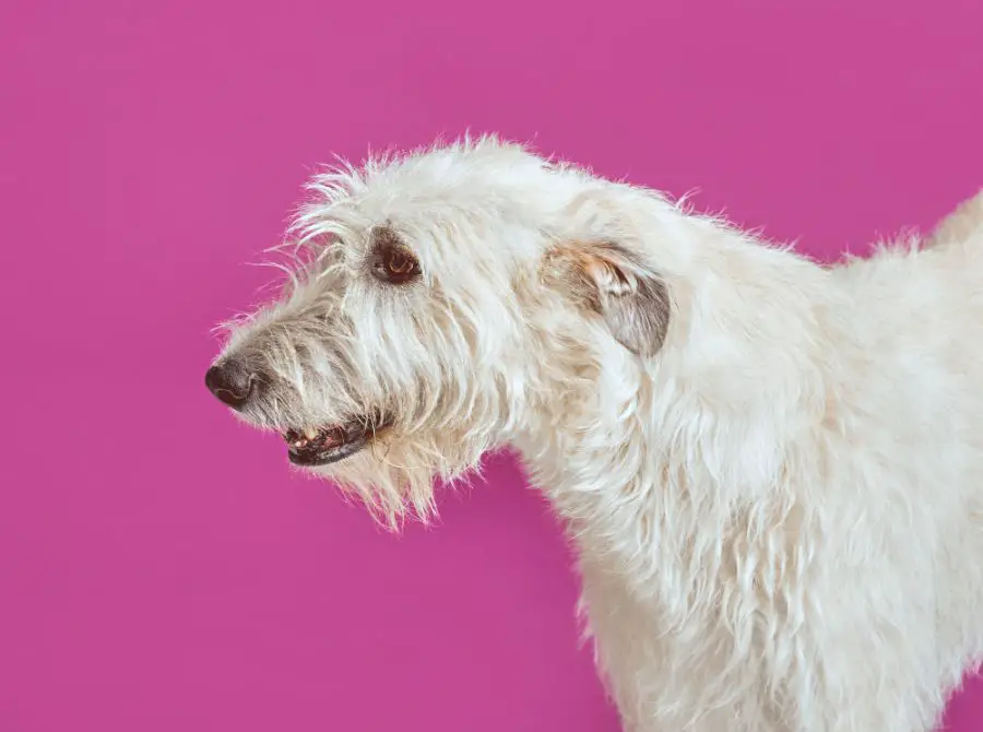 wilczarz irlandzki portret psa na różowym tle