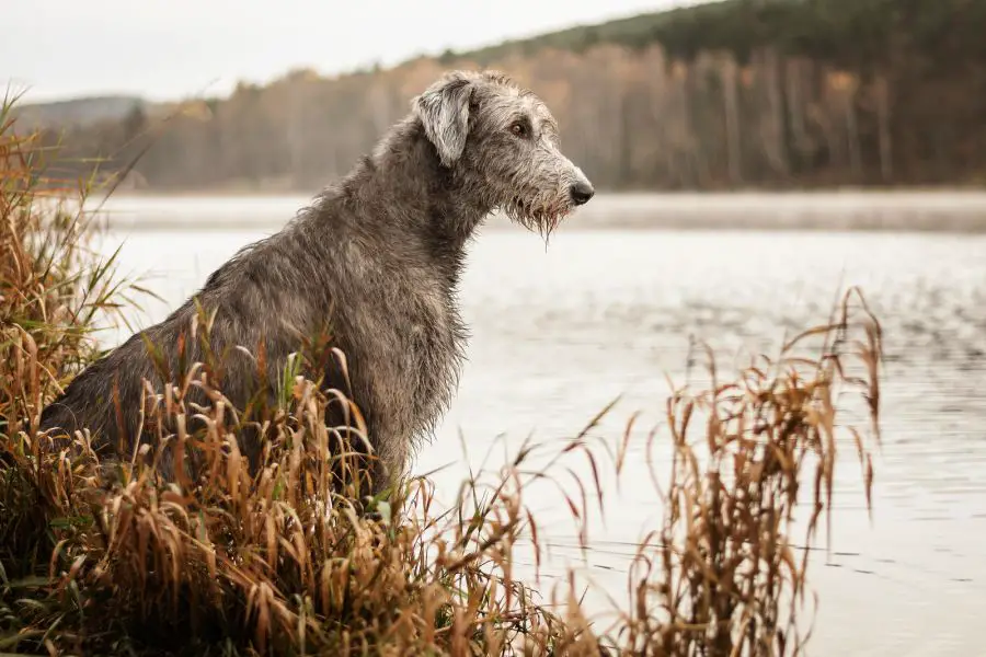 wilczarz irlandzki pies siedzi na brzegu jeziora