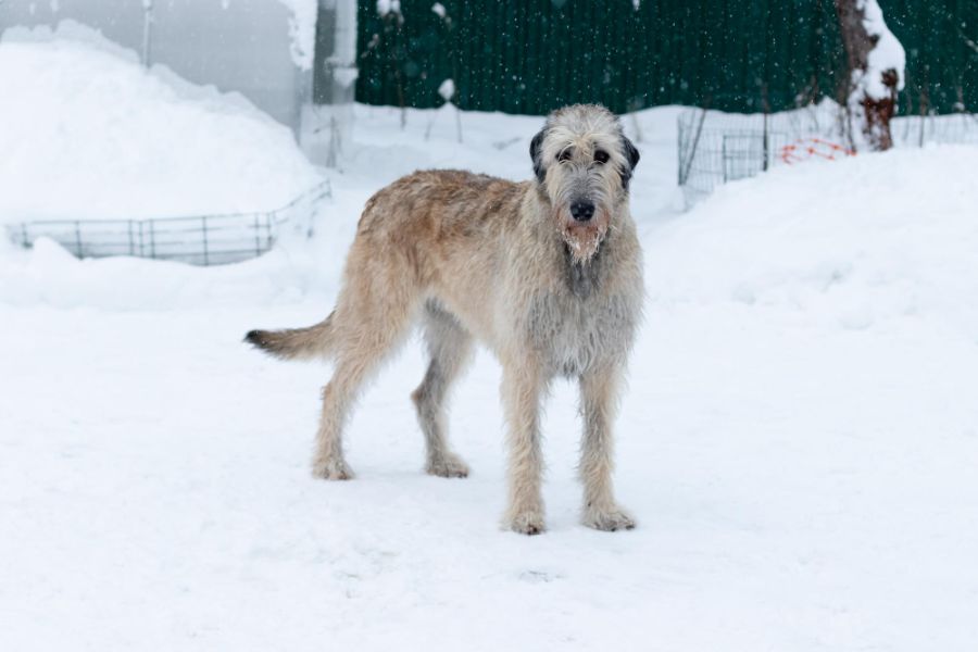 wilczarz irlandzki pies stoi na śniegu