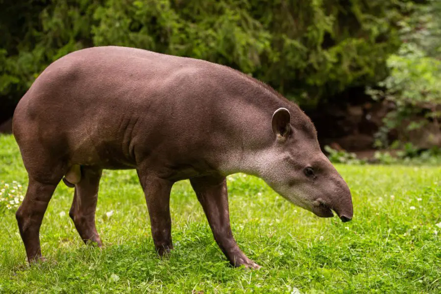 wygląd tapira