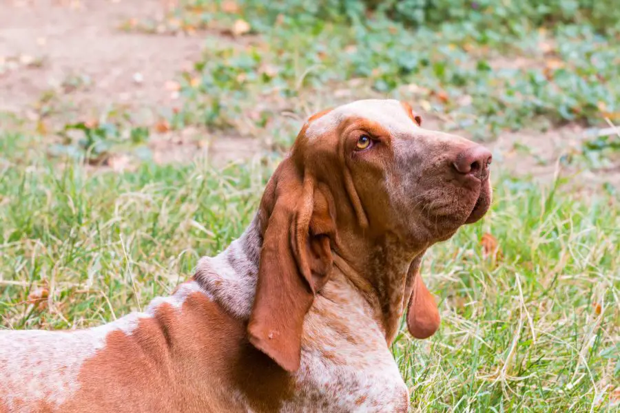 wyżeł włoski krótkowłosy bracco italiano dorosły pies leży na trawie
