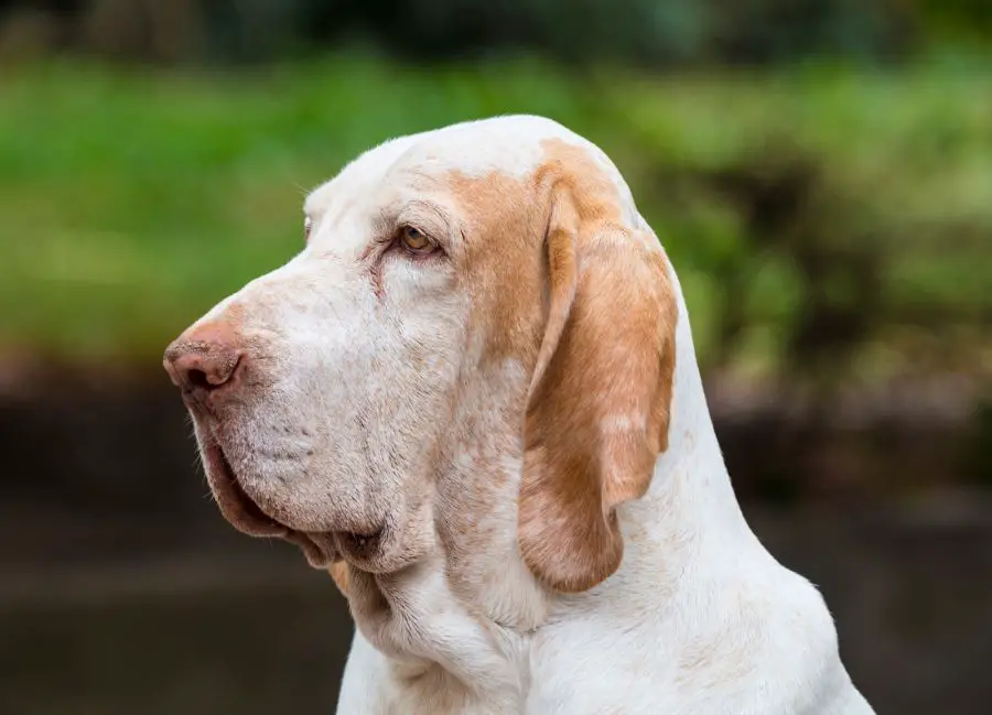 wyżeł włoski krótkowłosy bracco italiano dorosły pies portret czworonoga