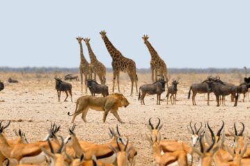 zwierzęta w afryce