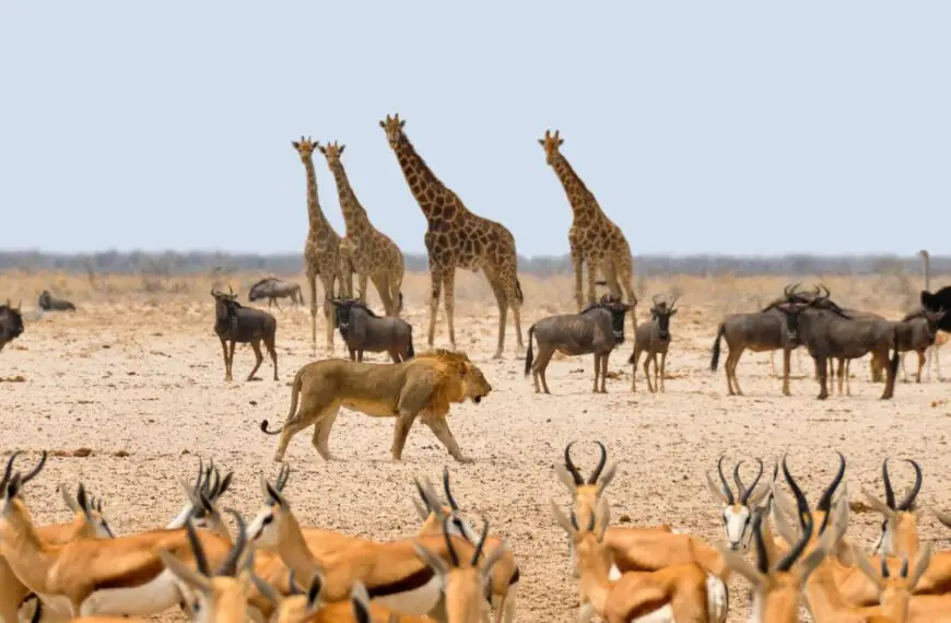 zwierzęta w afryce – piękna i groźna fauna niezwykłego kontynentu