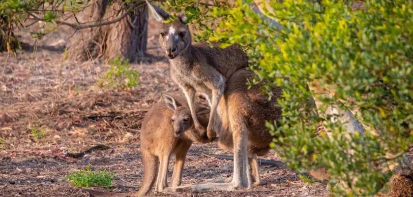 zwierzęta w Australii