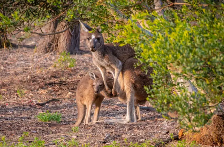 zwierzęta w australii – warta poznania niezwykła fauna